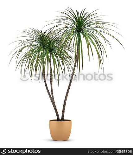 dracaena plant in pot isolated on white background