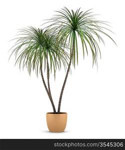 dracaena plant in pot isolated on white background