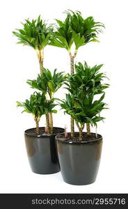 Dracaena plant isolated on the white background