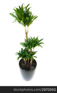 Dracaena plant isolated on the white background