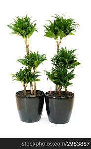 Dracaena plant isolated on the white background