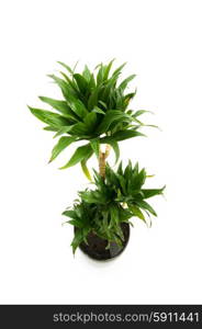 Dracaena plant isolated on the white background