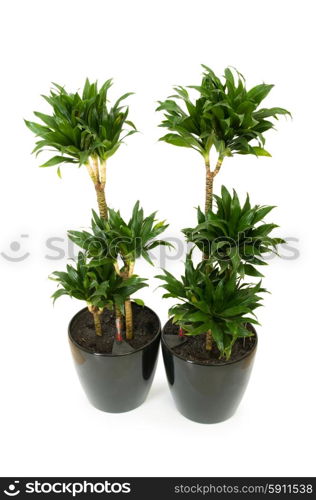 Dracaena plant isolated on the white background