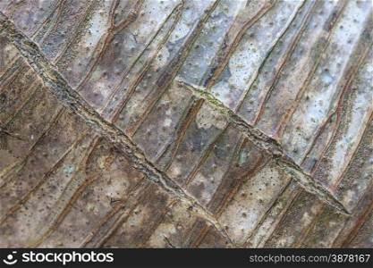 Dracaena tree, background and texture bark of Dracaena tree