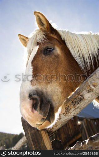 Draft horse leaning over ralling of a fence.