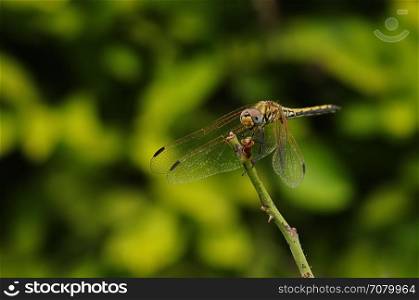 Dragon fly on a twig in a garden