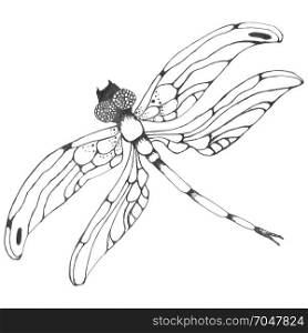 Dragonflie. Hand drawn graphic illustration in black and white. dragon-fly silhouette. Cartoon graphic hand-drawn illustration of damselfly isolated with black and white wings. Sketch insect dragonfly. insects illustration