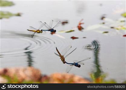dragonflies in tandem