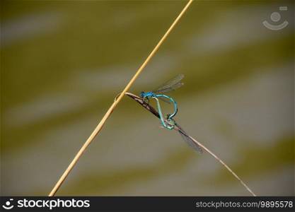Dragonflies perched on blade of grass during reproduction