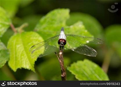 Dragonfly, Aethriamanta sp, Bokaro, West Bengal, India 