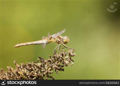 dragonfly black-tailed skimmer against green background