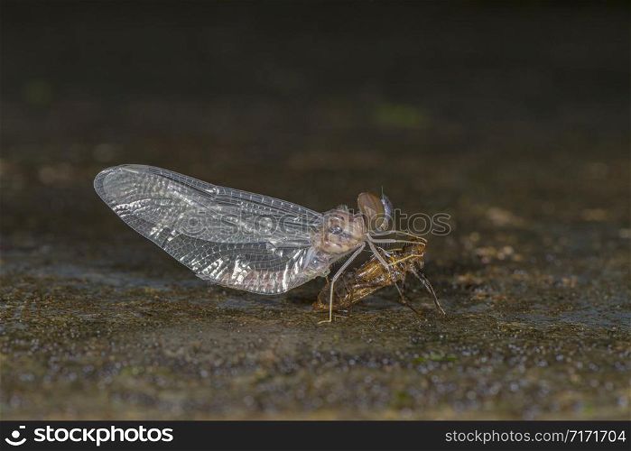 Dragonfly emerging out, Amboli, India