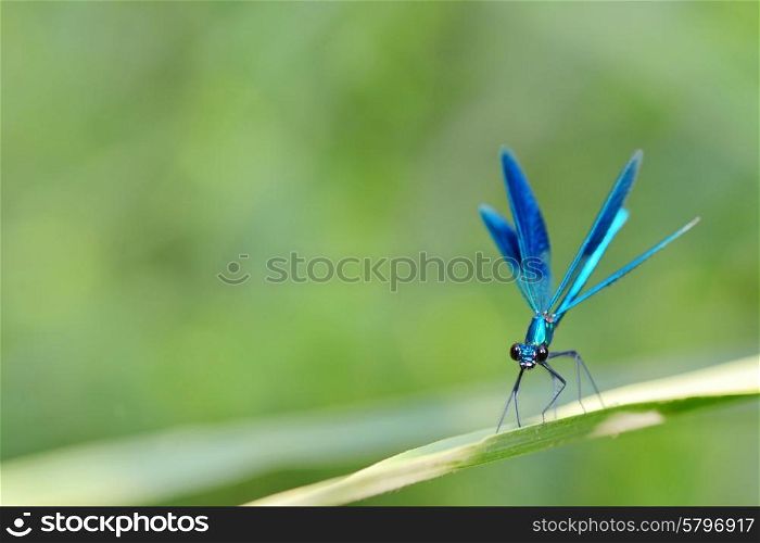 dragonfly in forest (coleopteres splendens)