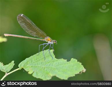 dragonfly in forest (coleopteres splendens)