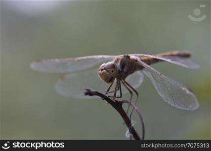 dragonfly is sitting on a branch