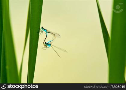 dragonfly, Ischnura elegans during reproduction. dragonfly, Ischnura elegans