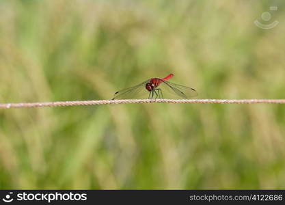 Dragonfly landing