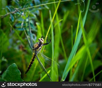 Dragonfly lurking in the grass and waiting for prey