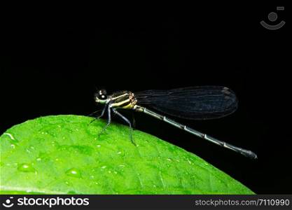 Dragonfly macro needle plant