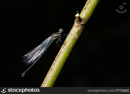 Dragonfly macro needle plant