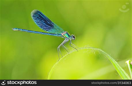 dragonfly on a blade of grass on natural background. Close up of insect