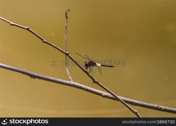 Dragonfly on a branch in tropical forest