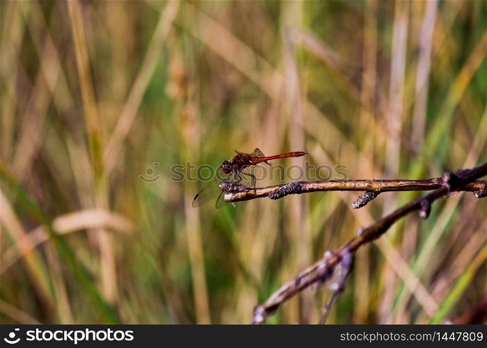 Dragonfly on a tree during summer season in Russia, South-eastern Siberia.