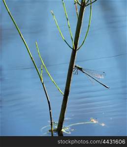 dragonfly on aquatic plants