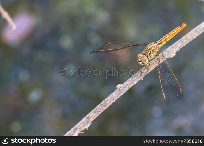 dragonfly on plant, insect in nature background