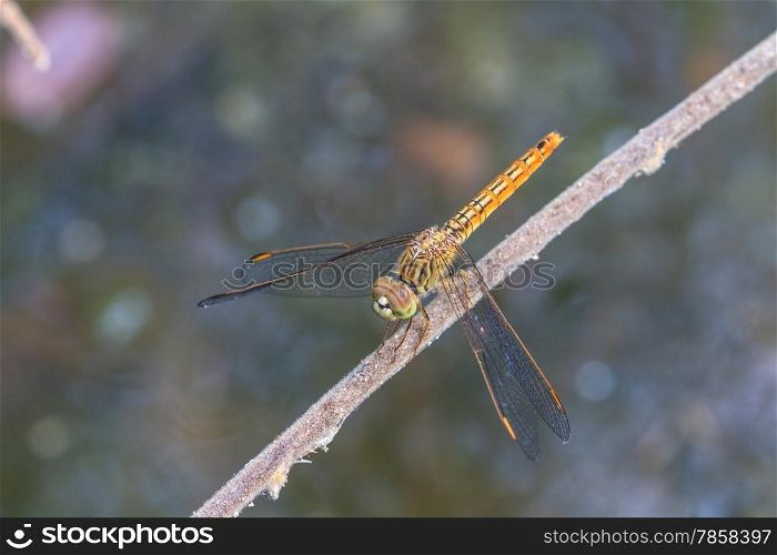 dragonfly on plant, insect in nature background