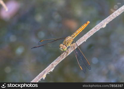 dragonfly on plant, insect in nature background