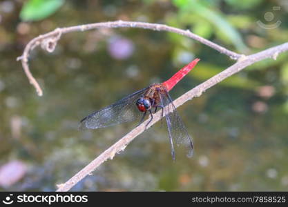 dragonfly on plant, insect in nature background