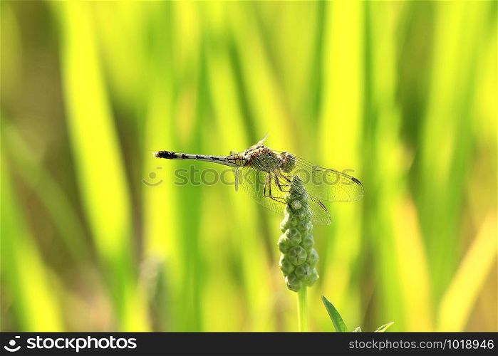 Dragonfly on rice