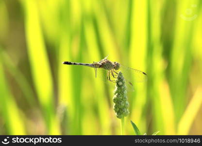 Dragonfly on rice