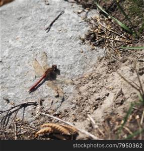 dragonfly on stone