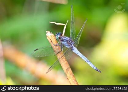dragonfly on tree branch in wild nature