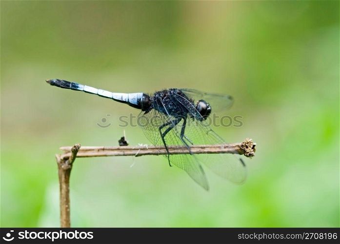 dragonfly (Orthetrum triangular subsp) rest on branch
