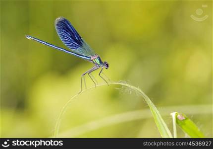 Dragonfly outdoor (coleopteres splendens) in forest