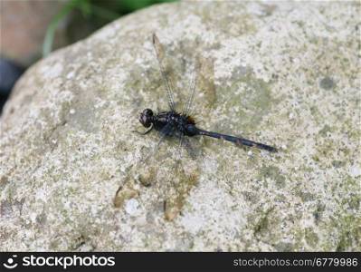 dragonfly outdoor perched in a stone