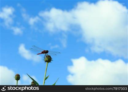 Dragonfly perched on a flower with blue sky