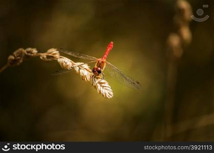 Dragonfly perched on blade of dry grass