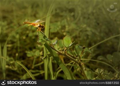 dragonfly red color on grass in sunset on green background