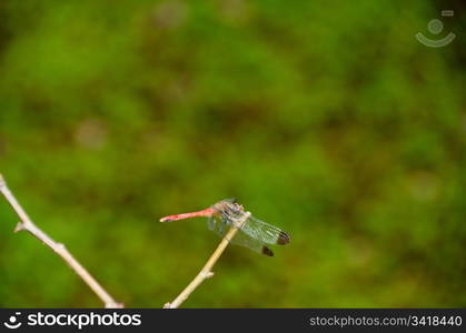 Dragonfly. Red dragonfly sitting on a sprig