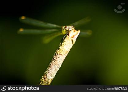 dragonfly sitting on a branch