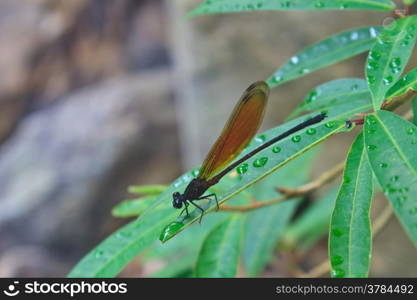 Dragonfly sitting on a branch of green grass