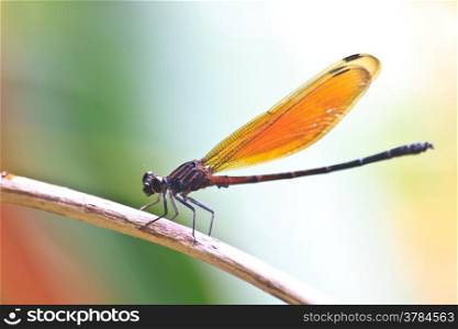 Dragonfly sitting on a branch of green grass