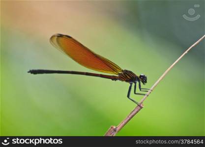 Dragonfly sitting on a branch of green grass