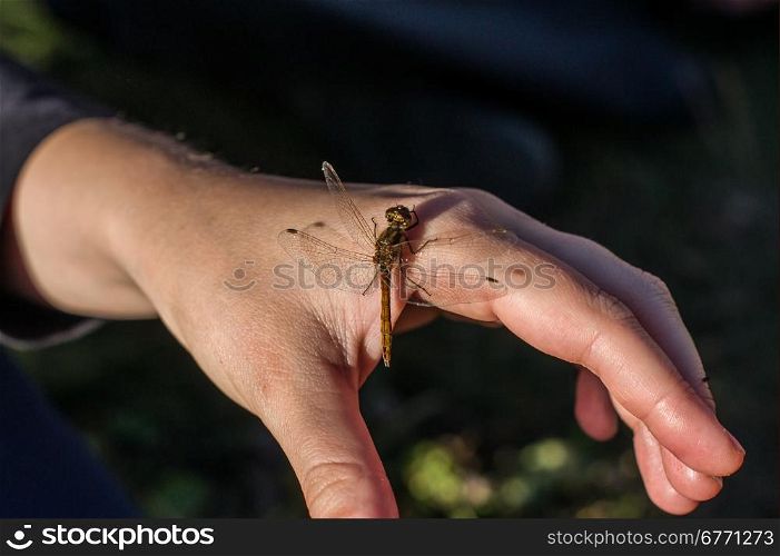 dragonfly sitting on a female hand. close-up foto