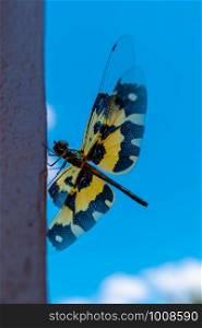 Dragonfly with blue sky
