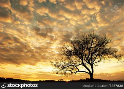 Dramatic cloudscape over lonely bare tree at sunrise, glowing sun and mountain range in the backgrounds.